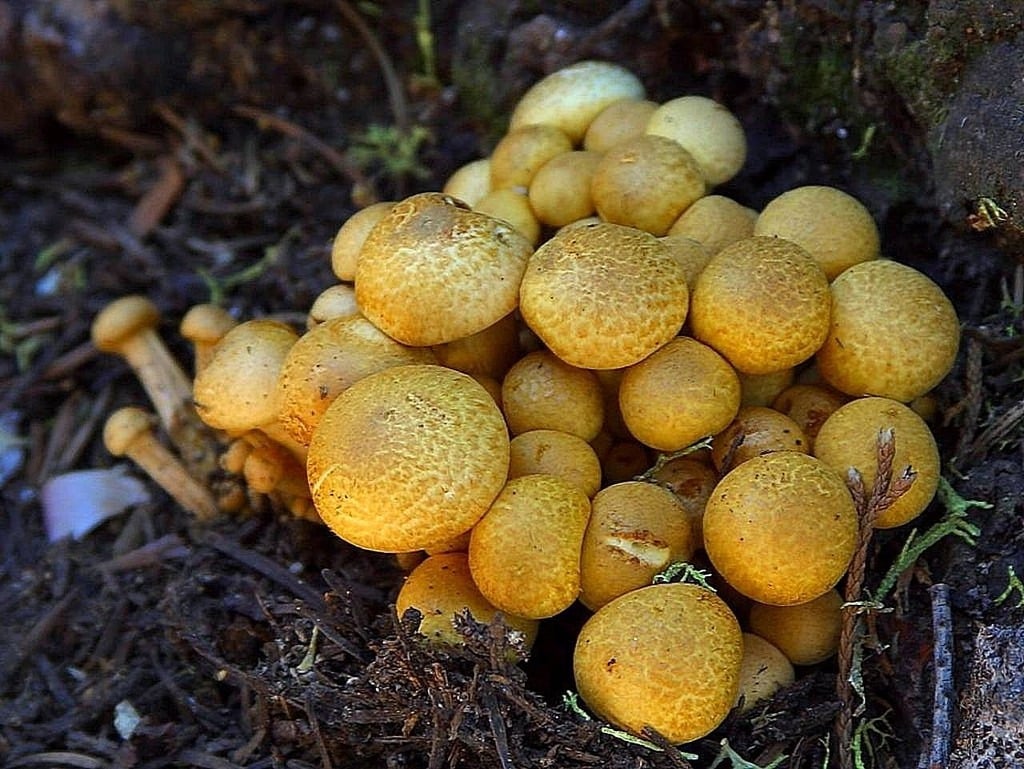 Uncover the Strange World of Luminous Fungi