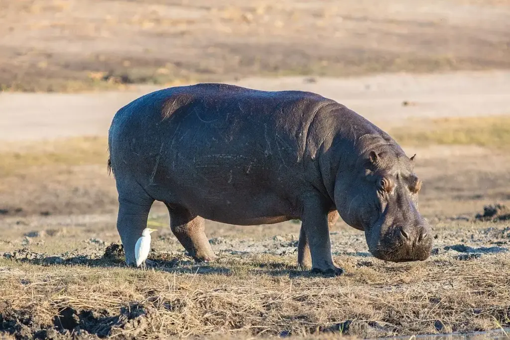 Hippopotamus Becomes a Postal Passenger