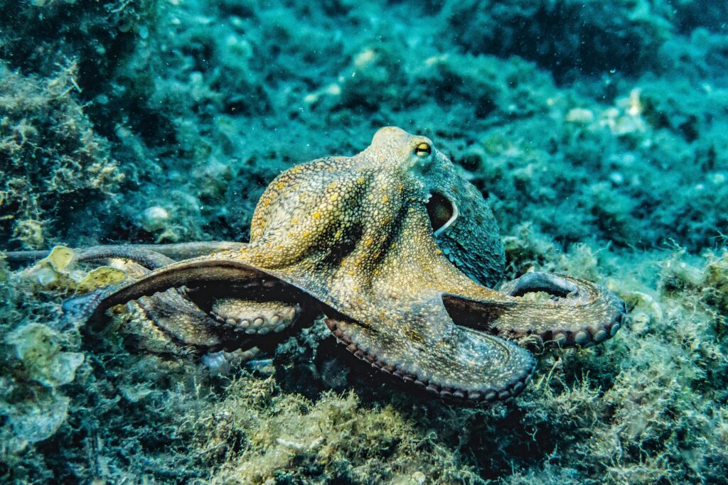 Octopuses Display Bewildering Color Dreams