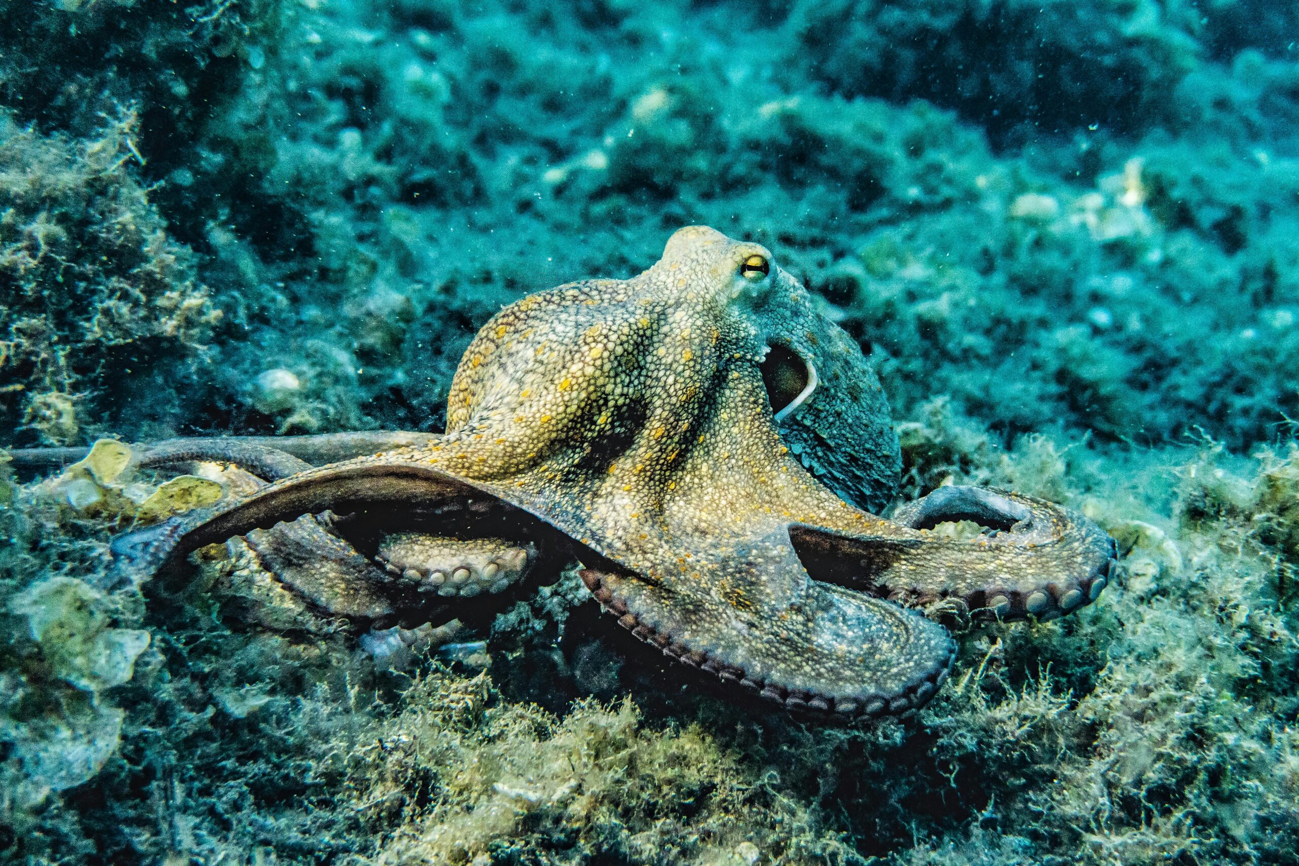 Octopuses Display Bewildering Color Dreams